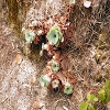 Plants: image 84 Of 208 Thumb